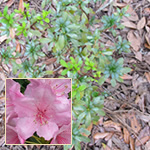 1 gal. Multi-color, Constant Bloomer