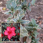 1 gal. Variegated Leaf Lollypops