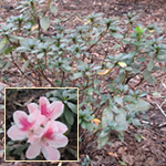 3 gal. Small to Medium Height Varieties