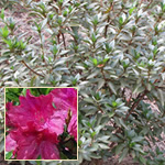 5 gal. Medium Height Varieties