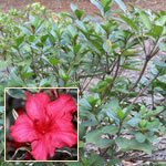 7 gal. Tallest Varieties (3-4 ft.)