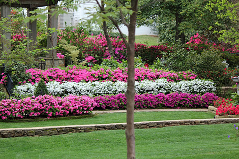 Sample of Azalea sizes