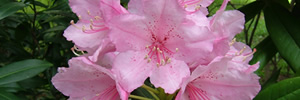 Azaleas for sale